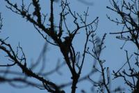 Picus viridis