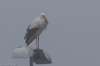 Ciconia ciconia