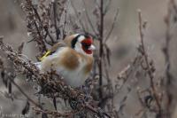 Carduelis carduelis