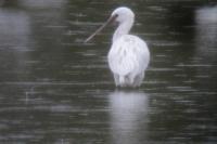 Platalea leucorodia