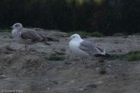 Larus cachinnans