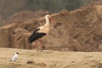 Ciconia ciconia