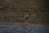Calidris pugnax