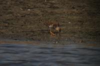 Calidris pugnax