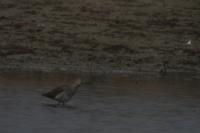 Tringa totanus