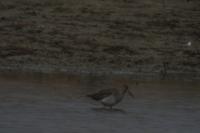 Tringa totanus
