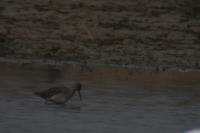 Tringa totanus