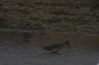 Tringa totanus