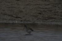 Tringa totanus