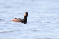 Podiceps nigricollis
