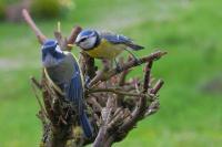 Cyanistes caeruleus