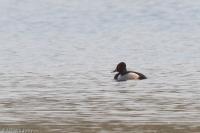 Aythya collaris