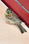Emberiza cirlus