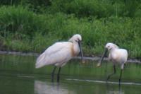 Platalea leucorodia