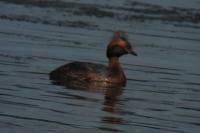 Podiceps auritus