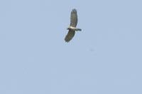 Circaetus gallicus