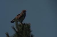 Circaetus gallicus
