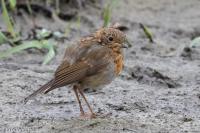 Erithacus rubecula