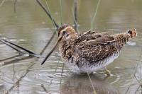 Gallinago gallinago