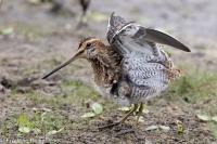 Gallinago gallinago