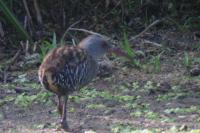 Rallus aquaticus
