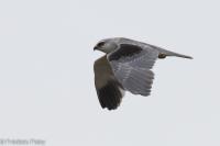 Elanus caeruleus