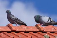 Columba livia