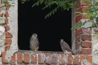 Falco tinnunculus