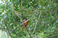 Alcedo atthis