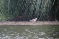 Pluvialis squatarola