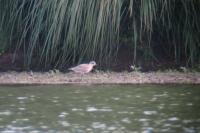 Pluvialis squatarola