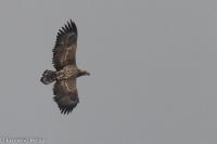 Haliaeetus albicilla