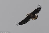 Haliaeetus albicilla
