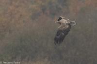 Haliaeetus albicilla