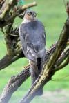Accipiter nisus