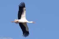 Ciconia ciconia