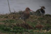 Limosa limosa