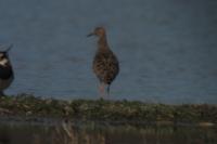 Calidris pugnax