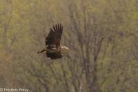 Haliaeetus albicilla