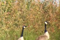 Branta canadensis