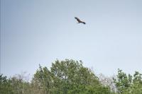 Milvus migrans