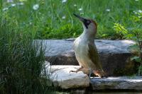 Picus viridis