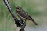 Phoenicurus ochruros