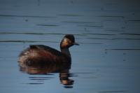 Podiceps nigricollis