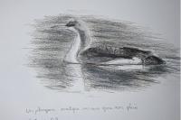 Gavia arctica