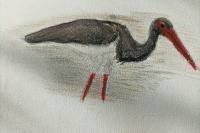 Ciconia nigra