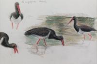 Ciconia nigra