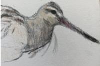 Limosa lapponica