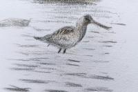 Limosa lapponica
