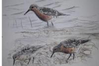 Calidris canutus